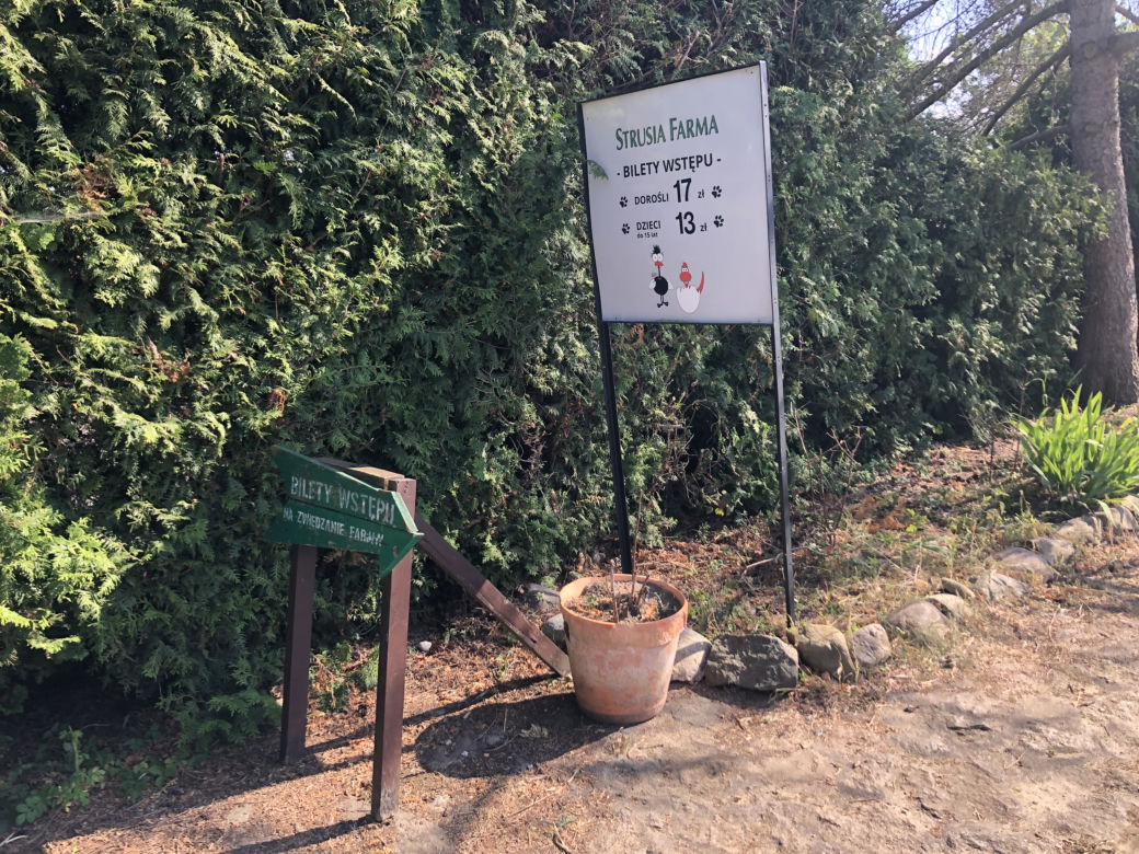 Strusia farma w Kniewie [GALERIA]