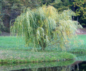 Wierzba biała 'Tristis'