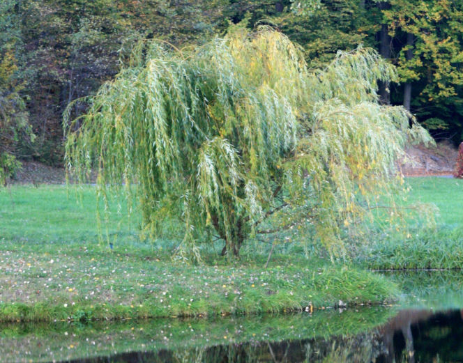 Wierzba biała 'Tristis'