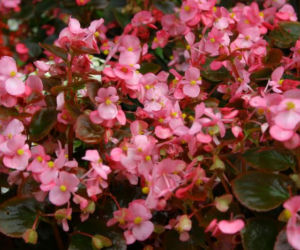 Begonia non stop