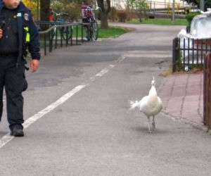 Niecodzienna eskorta strażników miejskich z Warszawy