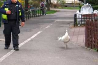 Niecodzienna eskorta strażników miejskich z Warszawy
