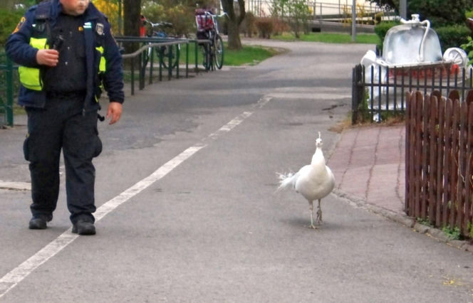 Niecodzienna eskorta strażników miejskich z Warszawy