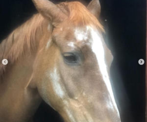 Katarzyna Dowbor, Rodezja