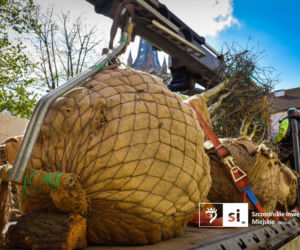 Nowe nasadzenia na Pl. Orła Białego