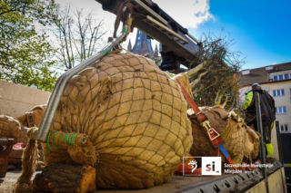 Nowe nasadzenia na Pl. Orła Białego