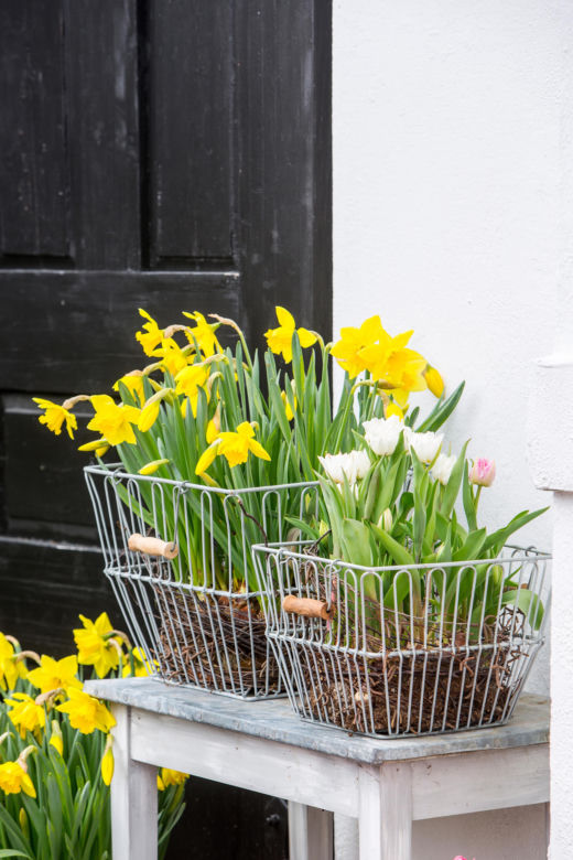 Narcyzy (Narcissus)