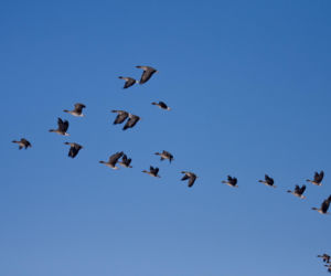 Polowanie na gęsi w Polsce. Czy prawo nadąża za nauką?