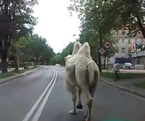 Wielbłąd z cyrku w Legnicy