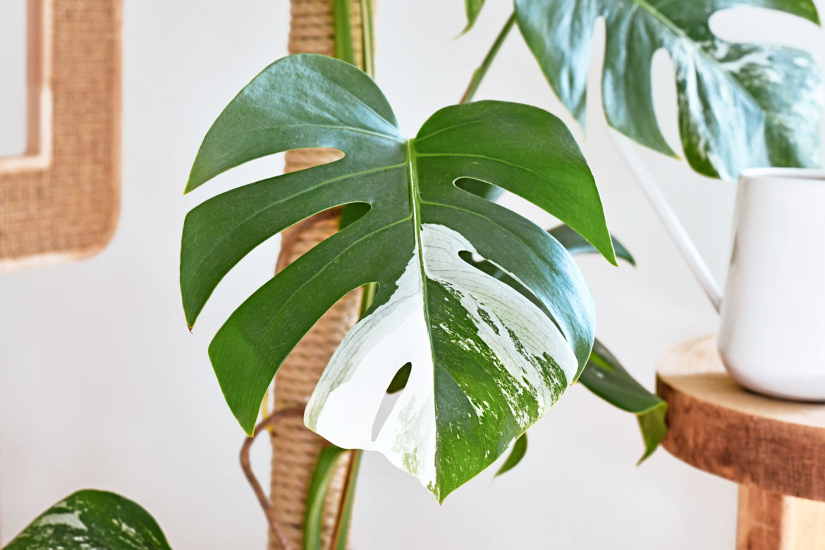 3. Monstera deliciosa variegata