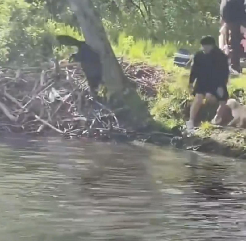 Bóbr zaatakował dziecko! Szokujące wideo w sieci