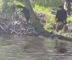 Bóbr zaatakował dziecko! Szokujące wideo w sieci