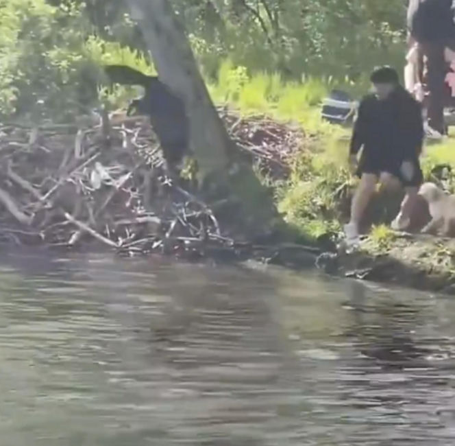 Bóbr zaatakował dziecko! Szokujące wideo w sieci