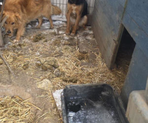 Skrajne zaniedbanie w gminie Zambrów. Odebrano 11 psów