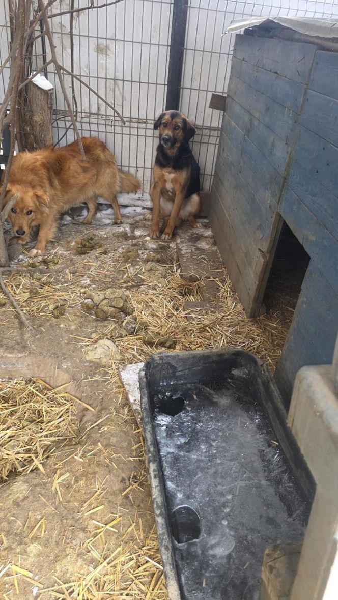 Skrajne zaniedbanie w gminie Zambrów. Odebrano 11 psów
