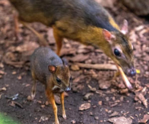 Myszojeleń z łódzkiego zoo potrzebuje imienia! Malec okazał się samiczką