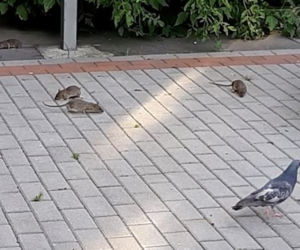Plaga Szczurów na Międzynarodowej