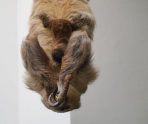 We wrocławskim zoo urodził się pierwszy leniwiec