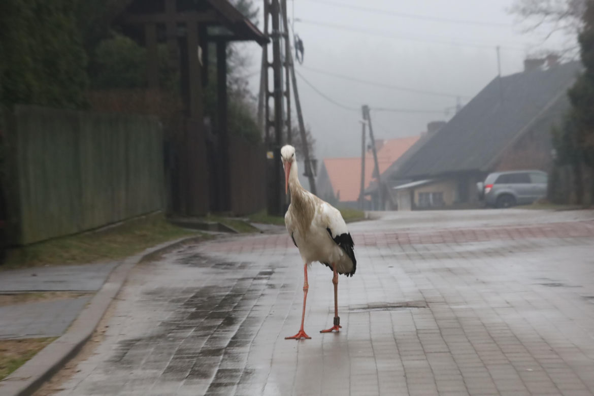 Bocian wrócił na ukochaną wieś. W Krutyni czekali na niego całą zimę