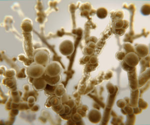 Candida albicans