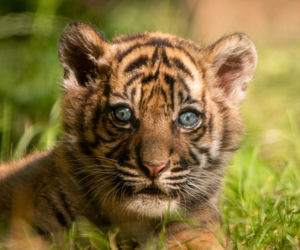 Mała tygrysica z wrocławskiego zoo otrzymała słoneczne imię