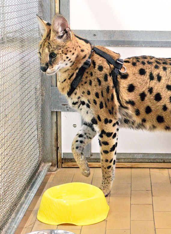 Serwal Koconia trafił do zoo