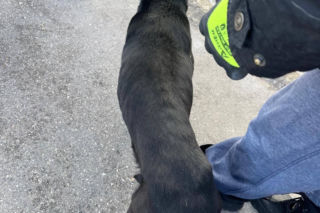 Interwencja w gminie Brody. Pies zamarzł na łańcuchu przywiązany do fotela. „Ludzie to potwory”