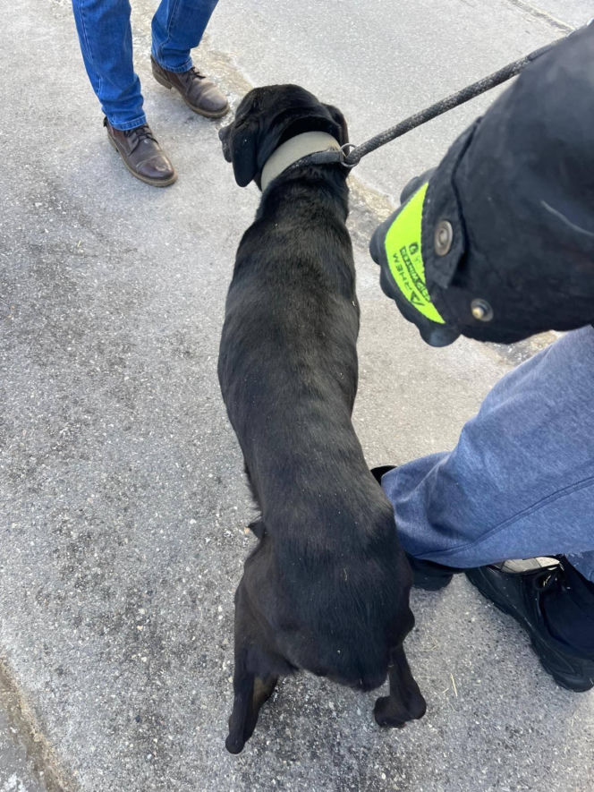 Interwencja w gminie Brody. Pies zamarzł na łańcuchu przywiązany do fotela. „Ludzie to potwory”