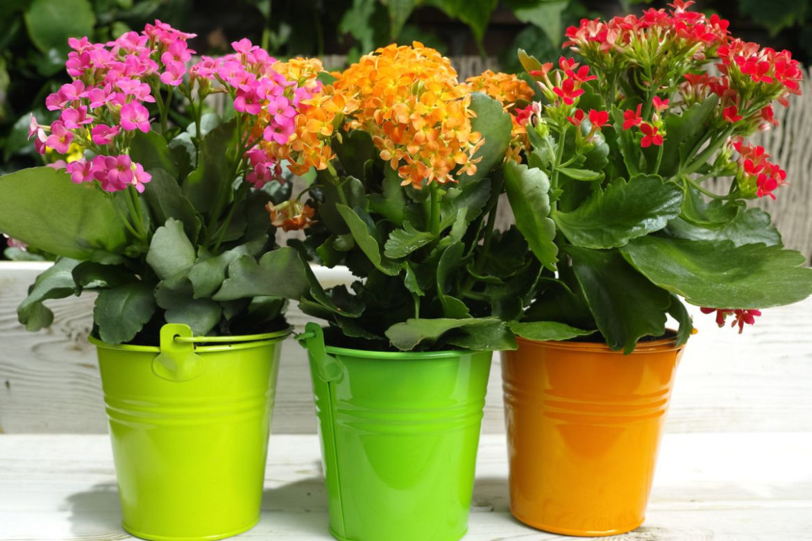 Kalanchoe Blossfelda