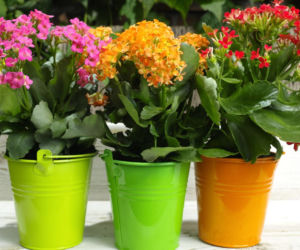 Kalanchoe Blossfelda