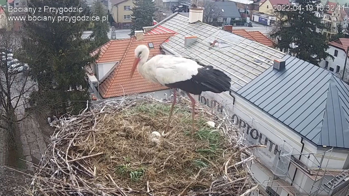 Wojna w bocianim gnieździe! Intruzi zniszczyli jedno jajo