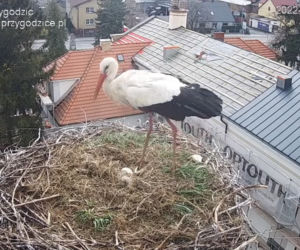 Wojna u bocianów