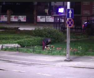 Niepoprawny romantyk zrywał tulipany w centrum Bydgoszczy. Szybko tego pożałował [ZDJĘCIA]