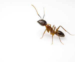 Brachyponera