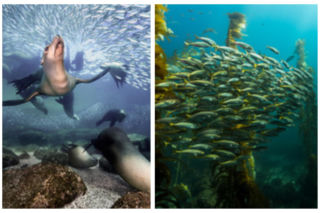 Światowy Dzień Oceanów 2026: odpowiedzialne połowy pomagają chronić oceany