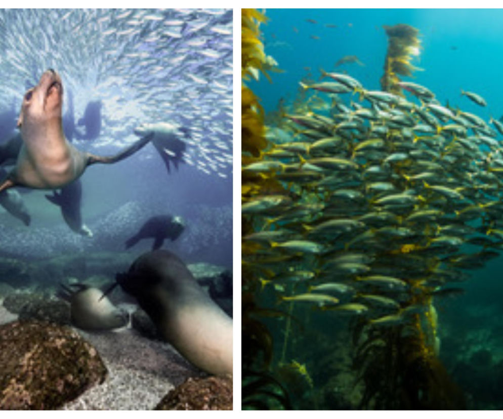 ŚWIATOWY DZIEŃ OCEANÓW