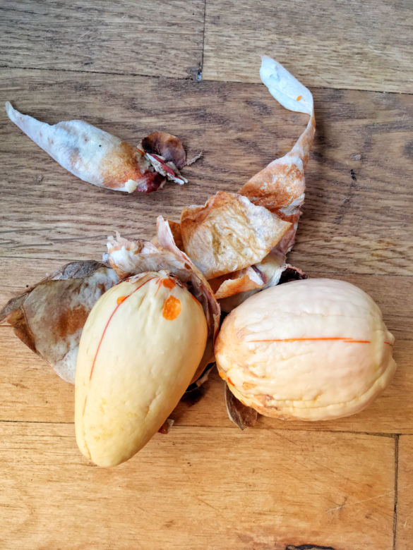 Obieramy pestki