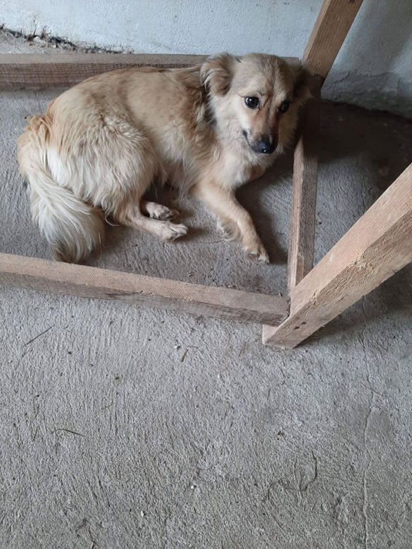 Chory mężczyzna zamknięty w domu z 28 psami! Horror na Sądecczyźnie!