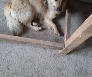 Chory mężczyzna zamknięty w domu z 28 psami! Horror na Sądecczyźnie!