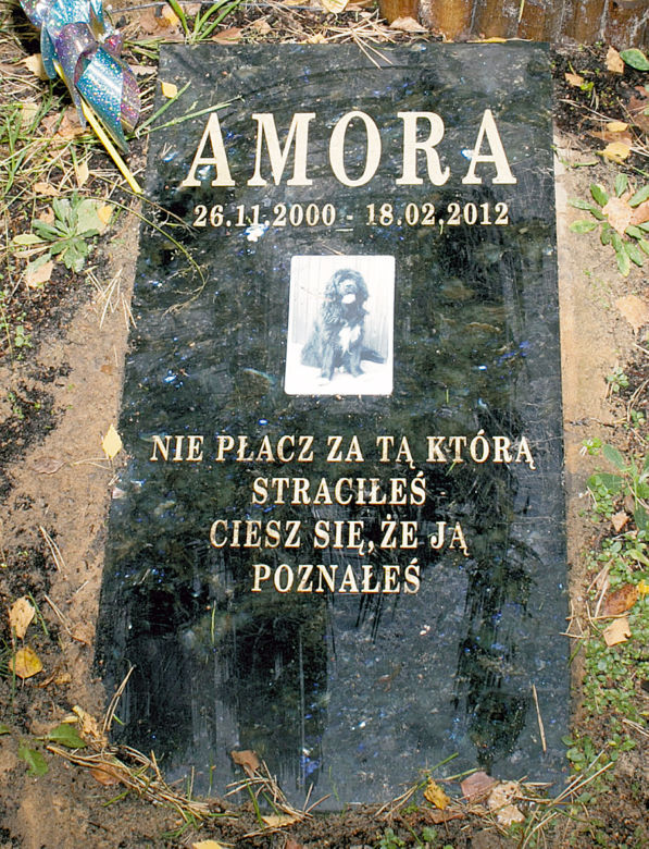 Psie zaduszki gwiazd 
