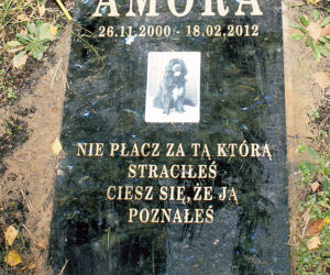 Psie zaduszki gwiazd 