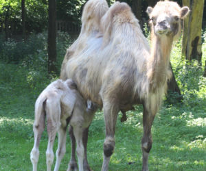 W warszawskim zoo urodził się wielbłąd Maniek. Ma zaskakująco jasny kolor wełny! [ZDJĘCIA]
