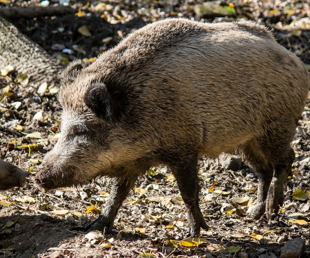 Odstrzał dzików w lasach. Zginą setki tysięcy zwierząt. Uważajcie podczas spacerów!