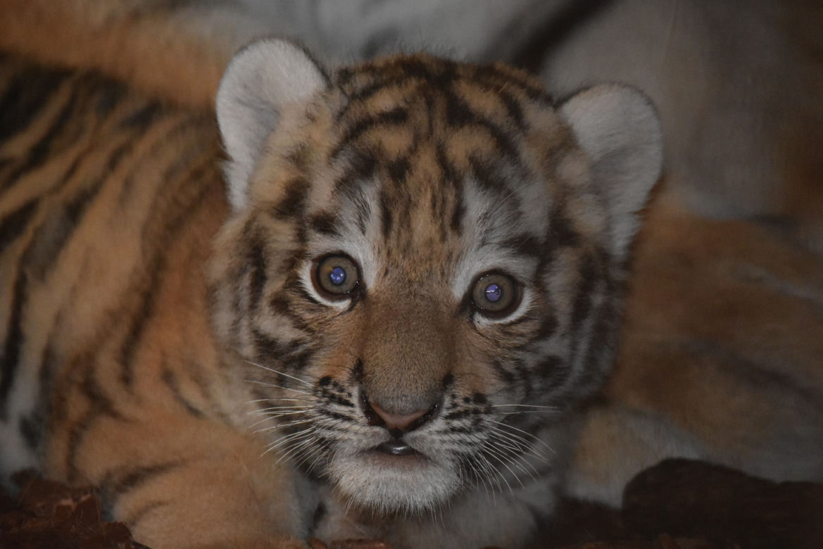 Wielka radość w zamojskim zoo! Na świat przyszły dwa tygryski!