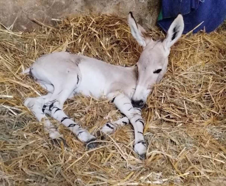Warszawskie ZOO - ośliczka Zuzia