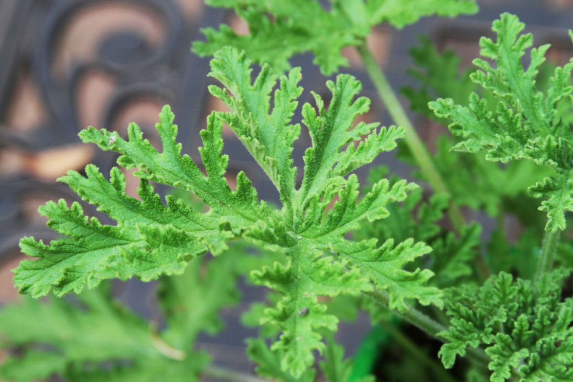 Rośliny odstraszające komary: pelargonia szorstka