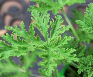 Pelargonia szorstka, zwana anginką