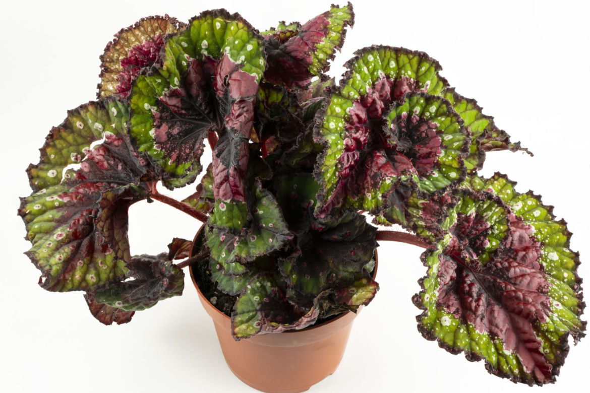 Begonia królewska