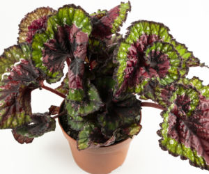 Begonia królewska