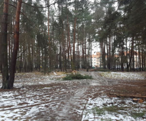 Na osiedlu Rejtana w Lesznie znów wycinane są drzewa. Będa też gdzie indziej